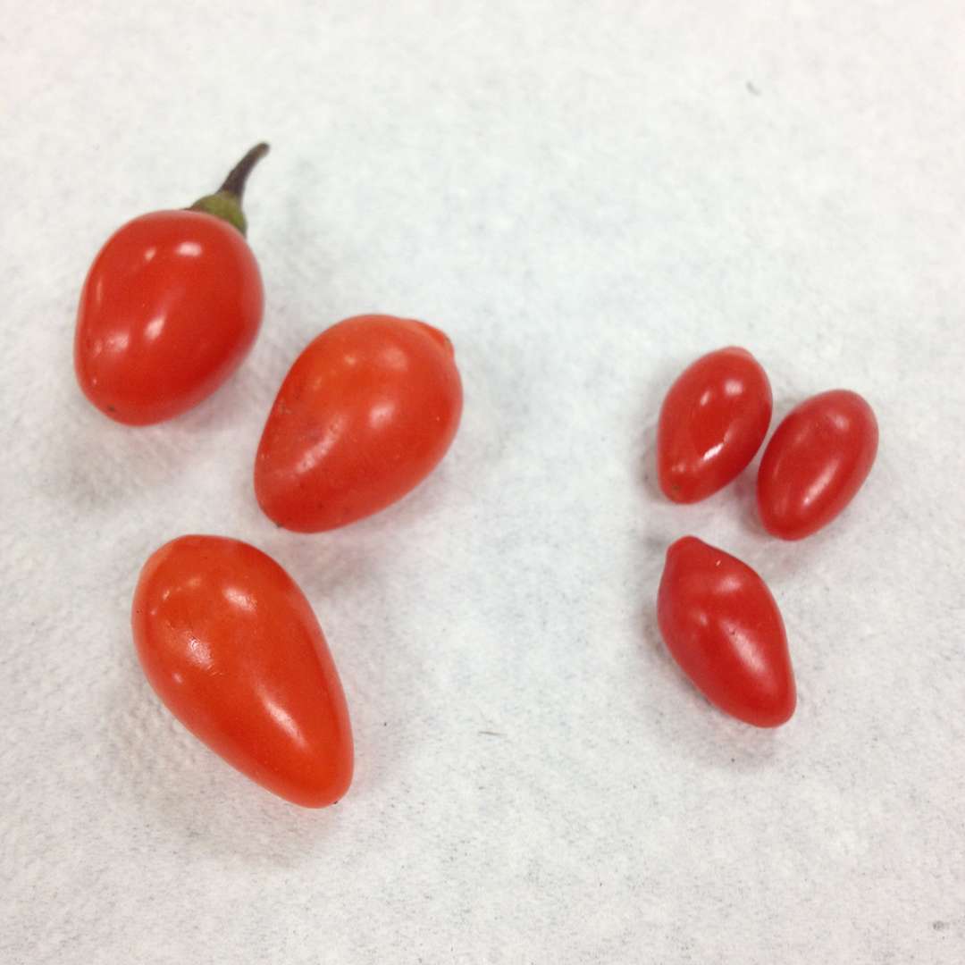 Comparison shot of Big Lifeberry Lycium berries and Sweet Lifeberry Lycium berries